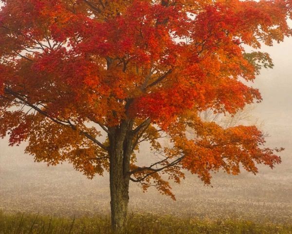 West Virginia, Canaan Valley SP Tree in autumn